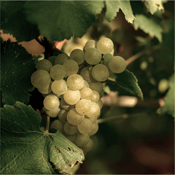 radici vigneti