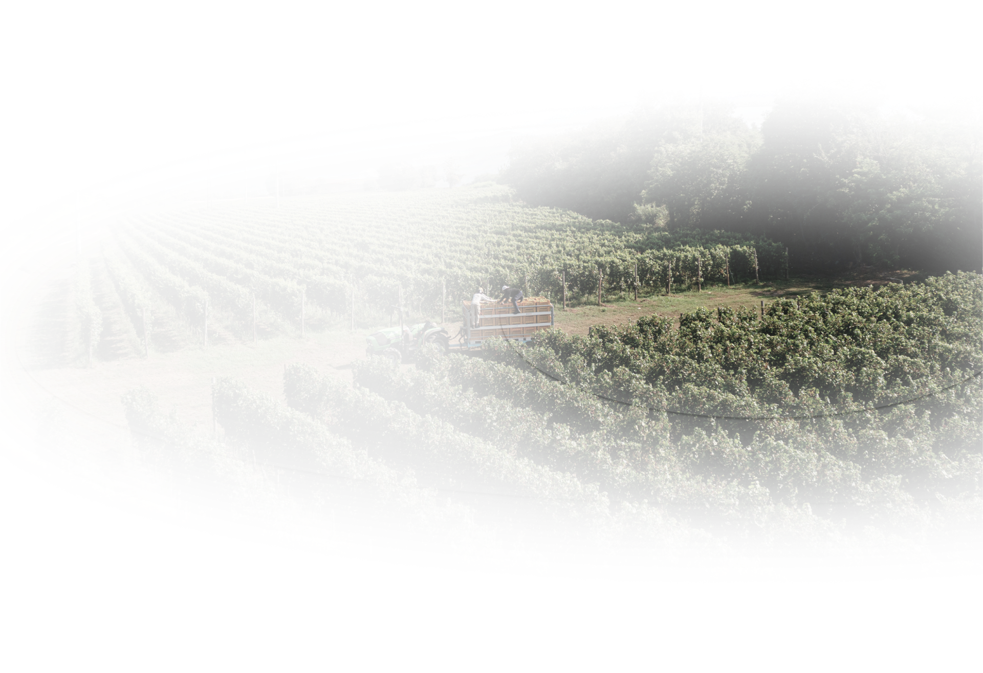 vigna bg